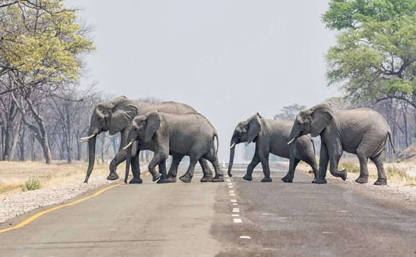 Eine Elefantenherde Überquert Die Straße Caprivizipfel Namibia — Stockfoto