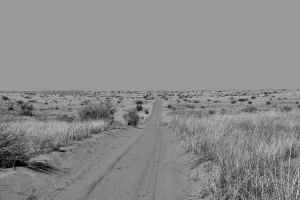 Krajobraz Dzień Kalahari Sawanna Republika Południowej Afryki — Zdjęcie stockowe