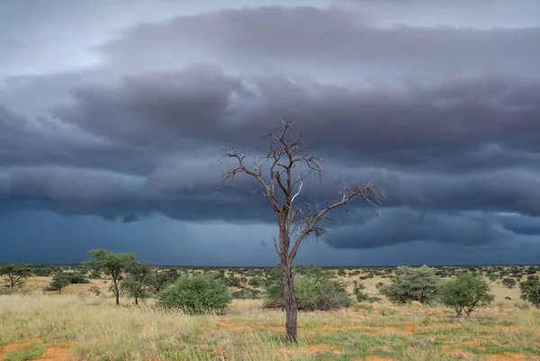 stock image Storm clods building over the Kalahari savannah