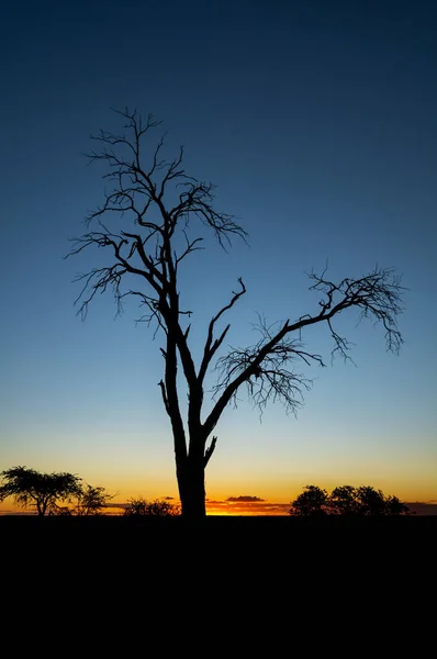 Amanhecer Savana Kalahari África Austral — Fotografia de Stock