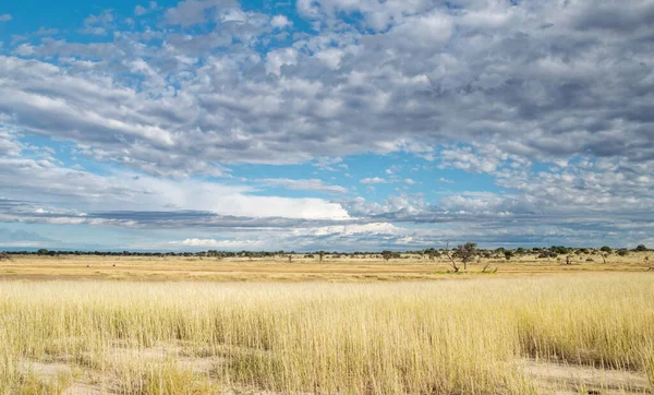 stock image Daytime landscape in Kalahari savannah, South Africa