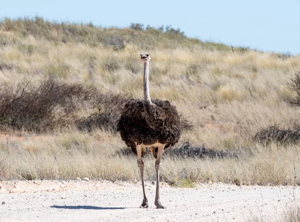 Struisvogel Zuidelijk Afrika Kalahari Savanne — Stockfoto
