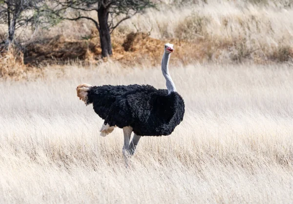 Struisvogel Zuidelijk Afrika Kalahari Savanne — Stockfoto