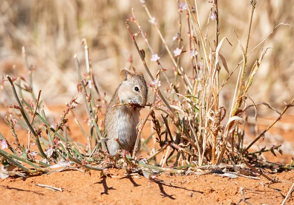 南部非洲草原上的一种条纹鼠类觅食 — 图库照片