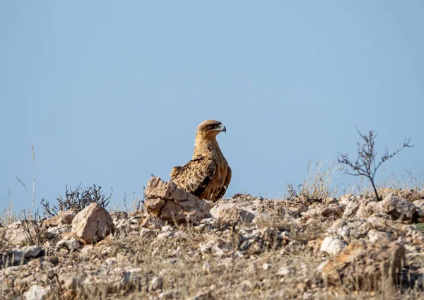 Tawny Eagle Seděl Zemi Kalahari Savannah — Stock fotografie