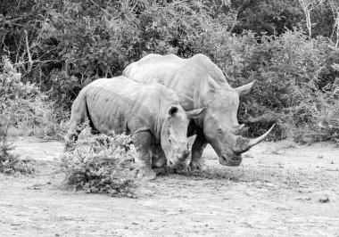 Beyaz gergedan anne ve yavrusu Güney Afrika savanasında