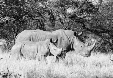 Beyaz gergedan anne ve yavrusu Güney Afrika savanasında