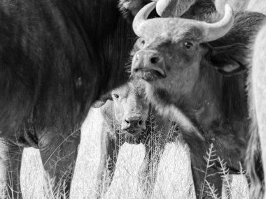 Güney Afrika savanasında Bufalo Burnu