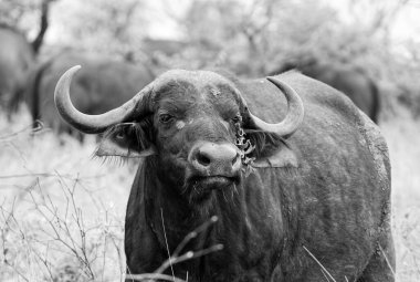 Güney Afrika savanasında Bufalo Burnu