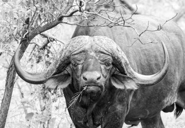 Güney Afrika savanasında Bufalo Burnu