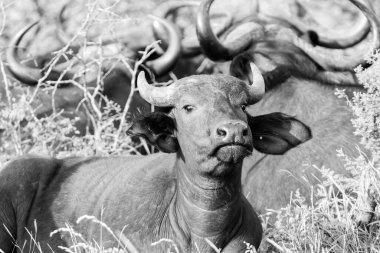 Güney Afrika savanasında Bufalo Burnu
