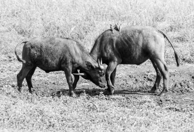 Cape Buffalo in Southern African savannah clipart