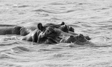 Güney Afrika habitatında Hippo