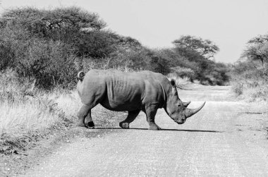 White Rhino in Southern African savannah clipart