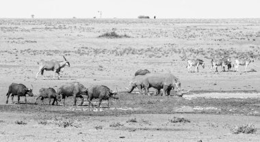 Beyaz Gergedan ve Buffalo Burnu Güney Afrika savanasında bir su birikintisinde.