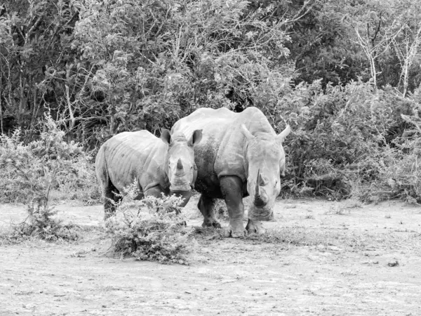 남아프리카 사바나의 코뿔소 어머니와 송아지 스톡 사진