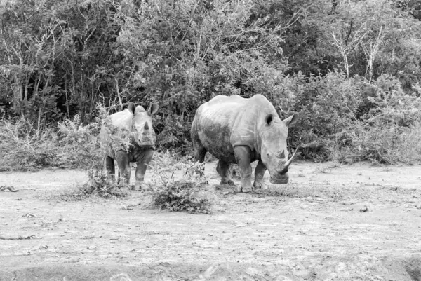 Мать Теленок Белого Носорога Южноафриканской Саванне Стоковое Фото