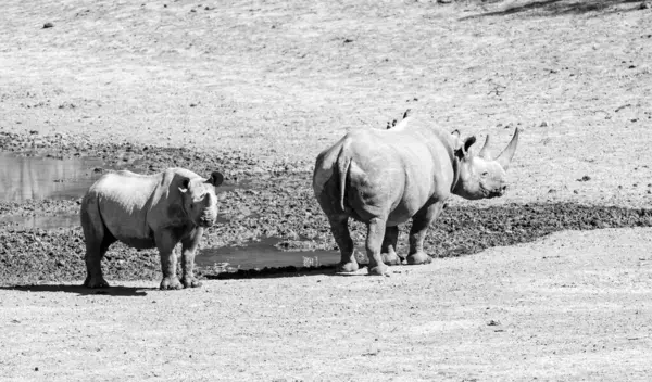 Ablack Rhino 남아프리카 공화국 사바나의 어머니와 송아지 스톡 이미지