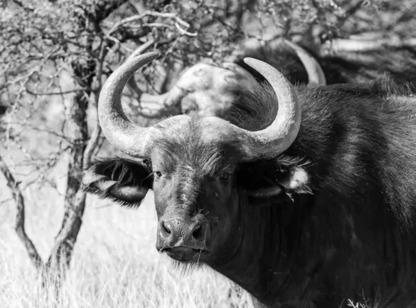 Cape Buffalo Savana África Austral Imagens Royalty-Free