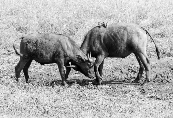 Cape Buffalo Savana África Austral Fotografia De Stock