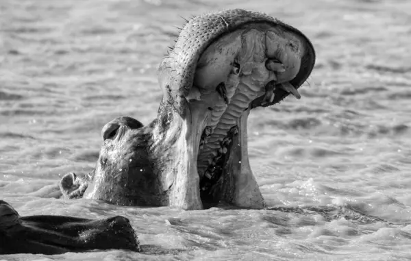 Hippo Habitat África Austral Imagens Royalty-Free