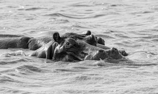 Hippo Habitat África Austral Fotografias De Stock Royalty-Free