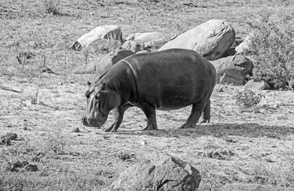 Hipopótamo Hábitat Del Sur África Fotos De Stock Sin Royalties Gratis