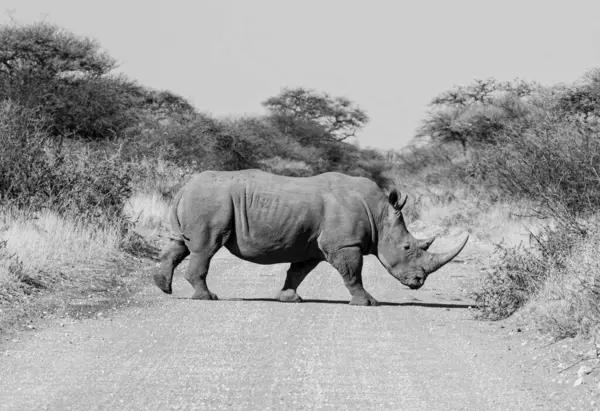 Белый Носорог Южной Африканской Саванне Лицензионные Стоковые Фото
