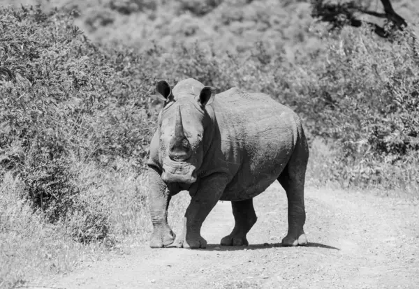 Белый Носорог Южной Африканской Саванне Стоковое Изображение