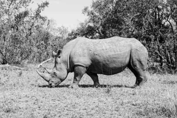 Белый Носорог Южной Африканской Саванне Стоковая Картинка