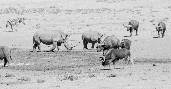 Rinoceronte Branco Buraco Rega Savana África Austral Fotografia De Stock