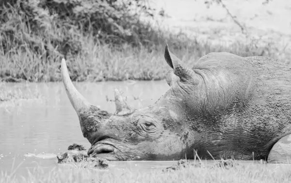 Белый Носорог Водопоя Южноафриканской Саванне Лицензионные Стоковые Фото