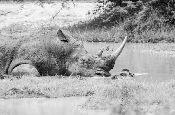 Rinoceronte Branco Buraco Rega Savana África Austral Imagens Royalty-Free