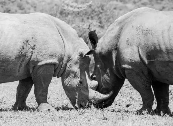 Выпас Белого Носорога Южноафриканской Саванне Стоковое Изображение