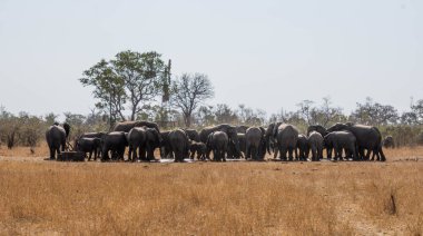 Güney Afrika savanındaki Afrika filleri