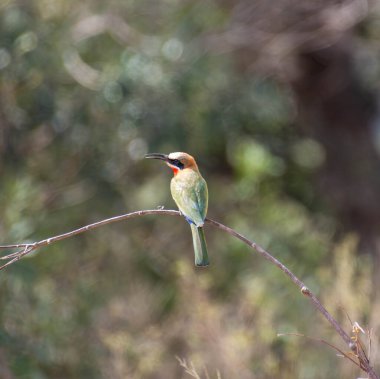 Güney Afrika savanasında beyaz önlü arı yiyiciler