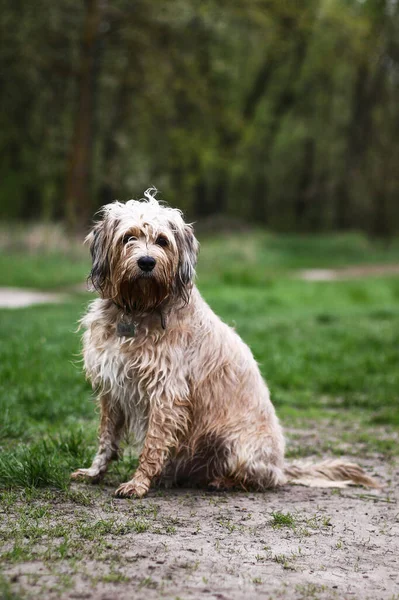 Köpek insanın en iyi dostudur.