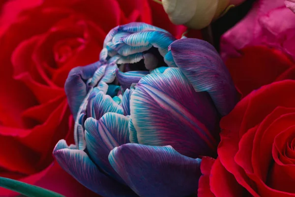Κόκκινο Τριαντάφυλλο Μπλε — Φωτογραφία Αρχείου