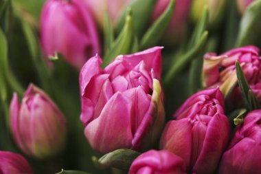 Güzel bahar çiçekleri, laleler, makro