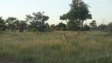 Lion dans le bush dans le Parc Kruger