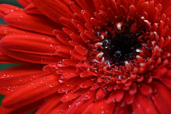 一本の赤い花のクローズアップ — ストック写真