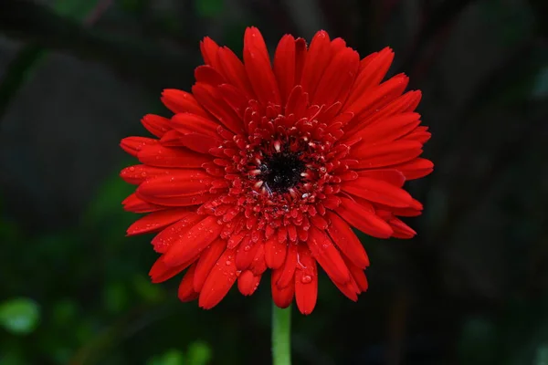 One Red Flower Close Shot — Stock Photo, Image