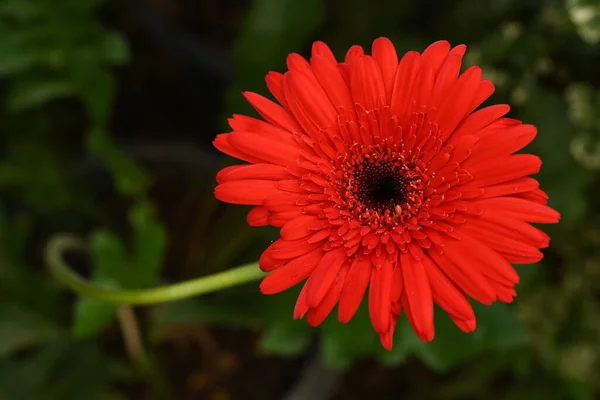Una Flor Roja Tiro Cerca — Foto de Stock