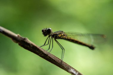 Doğada yeşil arka planda bir yusufçuk.