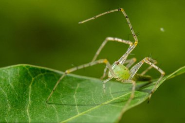 Doğadaki örümcekler, yaprak yeşili üzerinde