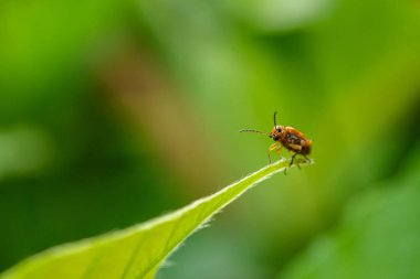 Turuncu cucurbit yaprağı böceği, yeşil yapraklı balkabağı.