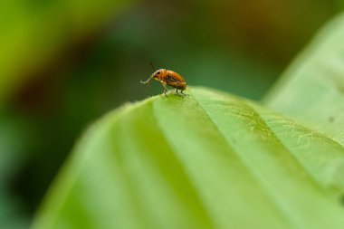 Turuncu cucurbit yaprağı böceği, yeşil yapraklı balkabağı.