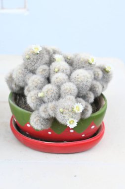 Kaktüs bitkileri evin duvarına yerleştirildi.