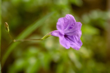 Ruellia Tüberosa Parkı