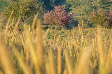 Cherry blossom at Phitsanulok province, Thailand.